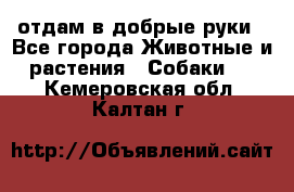 отдам в добрые руки - Все города Животные и растения » Собаки   . Кемеровская обл.,Калтан г.